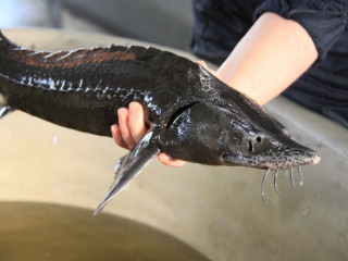 Осетр свежий