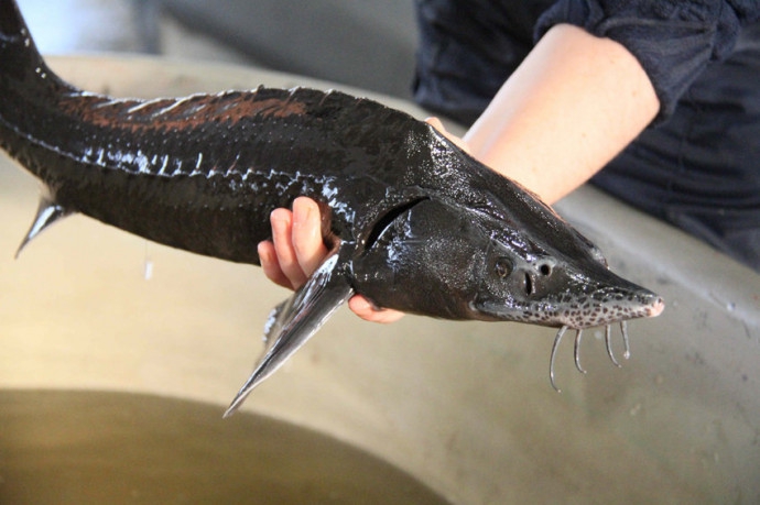 Осетр свежий